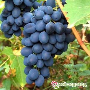 Ароматный и сладкий виноград “Августа” в Александрове
