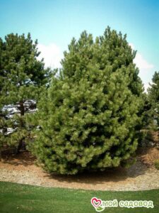 Сосна Чёрная (Pinus Nigra) в Александрове