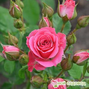 Роза Спрей розовый в Александрове