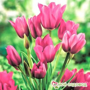 Тюльпан многоцветковый Пурпл Букет в Александрове