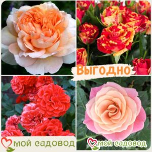 Комплект роз! Роза плетистая, спрей, чайн-гибридная и Английская роза в одном комплекте в Александрове