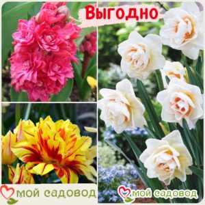 Весенний набор луковичных цветов в Александрове